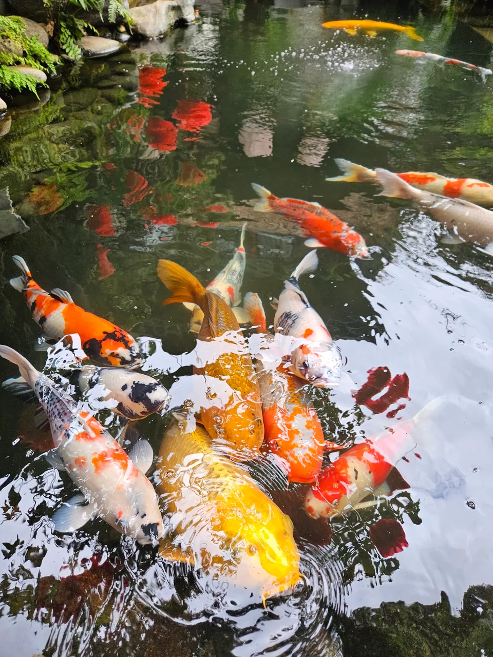 Trà & thức uống ấm tại ROY Villa